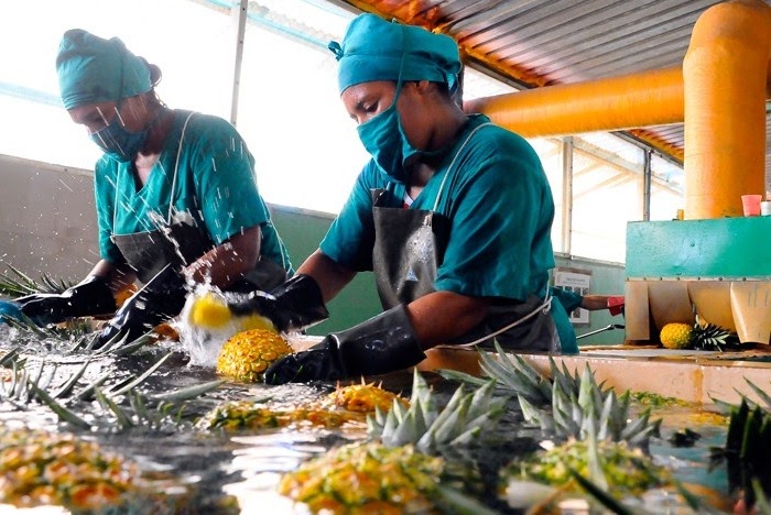 Sector no estatal de la economía de Cuba aumenta exportaciones y contratos de importación